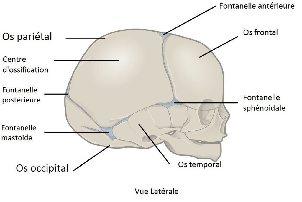 fontanelles-neuf mois