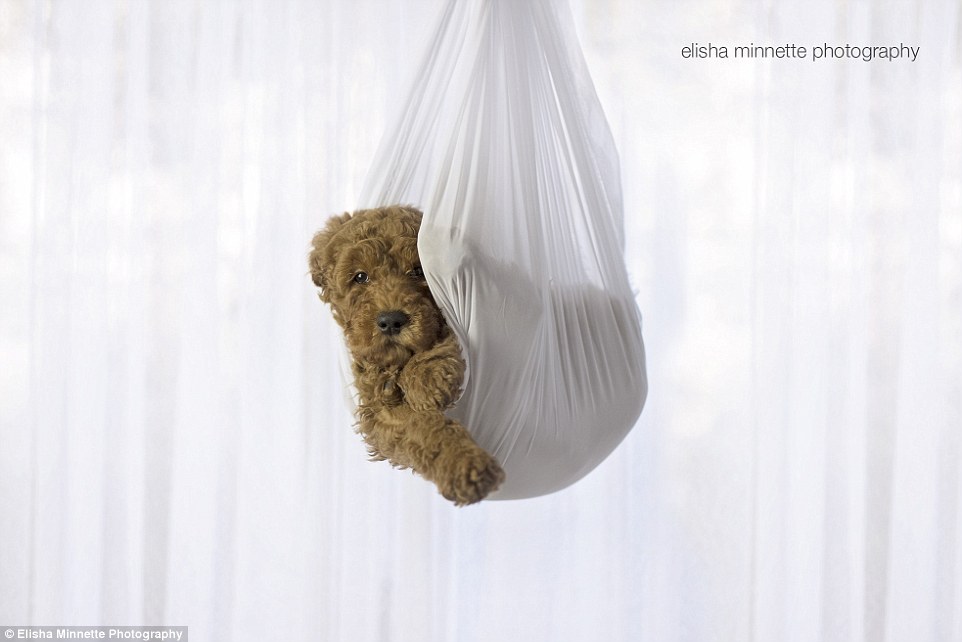 seance photo matt aby et leur chien 7