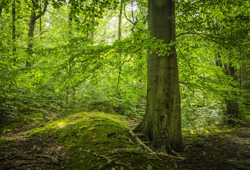 pampers-harmonie-reforest-action-neuf-mois-ecologie