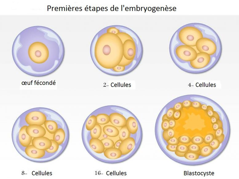 Embryogenèse - Neufmois.fr